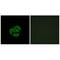 Cytochrome P450 Family 39 Subfamily A Member 1 antibody, A10436, Boster Biological Technology, Immunofluorescence image 
