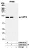 Ubiquitin Specific Peptidase 10 antibody, A300-900A, Bethyl Labs, Immunoprecipitation image 