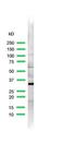 Ribosomal Protein S6 antibody, PA5-32578, Invitrogen Antibodies, Western Blot image 