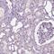 SPATA31 Subfamily E Member 1 antibody, PA5-55028, Invitrogen Antibodies, Immunohistochemistry frozen image 