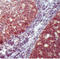 POU domain, class 2, transcription factor 2 antibody, ADI-905-498-1, Enzo Life Sciences, Immunohistochemistry frozen image 