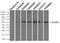 Solute Carrier Family 2 Member 5 antibody, LS-C114674, Lifespan Biosciences, Immunoprecipitation image 