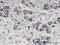 Coiled-Coil Domain Containing 115 antibody, LS-C134110, Lifespan Biosciences, Immunohistochemistry paraffin image 