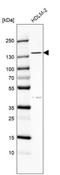 Protein broad-minded antibody, NBP1-90777, Novus Biologicals, Western Blot image 