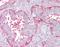 Vesicle Associated Membrane Protein 3 antibody, orb95737, Biorbyt, Immunohistochemistry paraffin image 