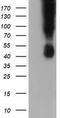 BB1 antibody, TA501576, Origene, Western Blot image 