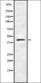 Hes Family BHLH Transcription Factor 3 antibody, orb335219, Biorbyt, Western Blot image 