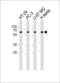 2'-5'-Oligoadenylate Synthetase Like antibody, LS-C100477, Lifespan Biosciences, Western Blot image 