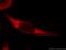 Fam antibody, 55054-1-AP, Proteintech Group, Immunofluorescence image 