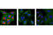 Microtubule Associated Protein 1 Light Chain 3 Beta antibody, 13173S, Cell Signaling Technology, Immunofluorescence image 