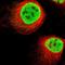KIAA0513 antibody, NBP1-86470, Novus Biologicals, Immunofluorescence image 