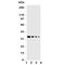 Eukaryotic translation initiation factor 2-alpha kinase 4 antibody, R31137, NSJ Bioreagents, Western Blot image 