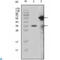MLL antibody, LS-C814058, Lifespan Biosciences, Western Blot image 