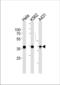 Annexin A1 antibody, TA325006, Origene, Western Blot image 