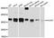 DNA-directed RNA polymerase III subunit RPC6 antibody, LS-C747385, Lifespan Biosciences, Western Blot image 