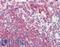 Latexin antibody, LS-B3422, Lifespan Biosciences, Immunohistochemistry frozen image 