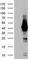 Core histone macro-H2A.2 antibody, TA803387BM, Origene, Western Blot image 