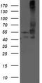 DLD antibody, TA503388, Origene, Western Blot image 