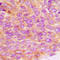 Janus Kinase 2 antibody, GTX32203, GeneTex, Immunohistochemistry paraffin image 