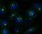Golgi reassembly-stacking protein 1 antibody, NBP2-75516, Novus Biologicals, Immunofluorescence image 