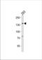 SPIN antibody, TA324632, Origene, Western Blot image 