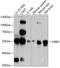Cereblon antibody, GTX64479, GeneTex, Western Blot image 