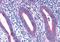 Ribosomal Protein L22 antibody, orb94108, Biorbyt, Immunohistochemistry paraffin image 