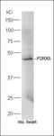 Neuronal pentraxin-1 antibody, orb158024, Biorbyt, Western Blot image 