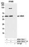 Ubiquitin Like Modifier Activating Enzyme 5 antibody, A304-115A, Bethyl Labs, Immunoprecipitation image 