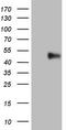 B7-DC antibody, TA806575, Origene, Western Blot image 