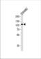 LDL Receptor Related Protein 12 antibody, TA324430, Origene, Western Blot image 