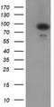 Gephyrin antibody, TA502312, Origene, Western Blot image 