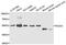 Fascin Actin-Bundling Protein 1 antibody, A1904, ABclonal Technology, Western Blot image 
