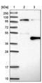 DnaJ homolog subfamily B member 7 antibody, PA5-51405, Invitrogen Antibodies, Western Blot image 