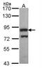 PWP2 Small Subunit Processome Component antibody, NBP1-31966, Novus Biologicals, Western Blot image 