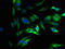 Solute Carrier Family 25 Member 26 antibody, LS-C377936, Lifespan Biosciences, Immunofluorescence image 
