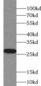 Oprs1 antibody, FNab07864, FineTest, Western Blot image 