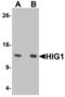 HIG1 Hypoxia Inducible Domain Family Member 1A antibody, A09742, Boster Biological Technology, Western Blot image 