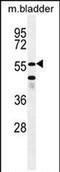 SHQ1, H/ACA Ribonucleoprotein Assembly Factor antibody, PA5-71570, Invitrogen Antibodies, Western Blot image 