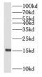 60S ribosomal protein L23 antibody, FNab07422, FineTest, Western Blot image 