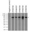 RalA Binding Protein 1 antibody, GTX83730, GeneTex, Immunoprecipitation image 