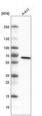 Methyltransferase Like 14 antibody, AMAb91276, Atlas Antibodies, Western Blot image 