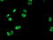 Homeobox C11 antibody, TA502569, Origene, Immunofluorescence image 