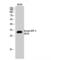 Activating Transcription Factor 5 antibody, LS-C380578, Lifespan Biosciences, Western Blot image 