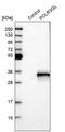RNA Polymerase III Subunit G Like antibody, PA5-55570, Invitrogen Antibodies, Western Blot image 
