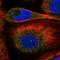 Dixin antibody, HPA039658, Atlas Antibodies, Immunofluorescence image 