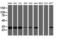Proteasome Subunit Beta 7 antibody, M08095-1, Boster Biological Technology, Western Blot image 