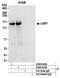 HAUSP antibody, A303-943A, Bethyl Labs, Immunoprecipitation image 