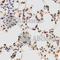 Histone H3 antibody, A2421, ABclonal Technology, Immunohistochemistry paraffin image 