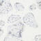 ICER antibody, 19-762, ProSci, Immunohistochemistry paraffin image 